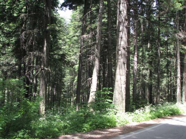 Боровец